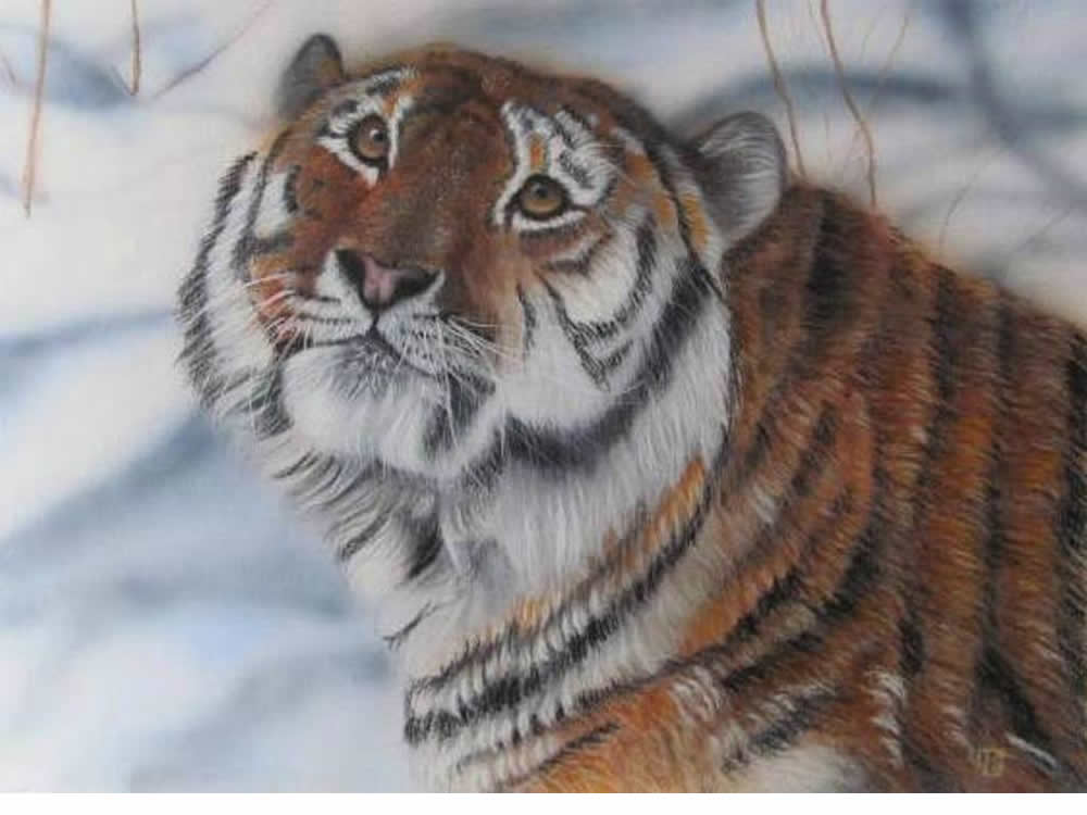 Siberian Tiger 3
